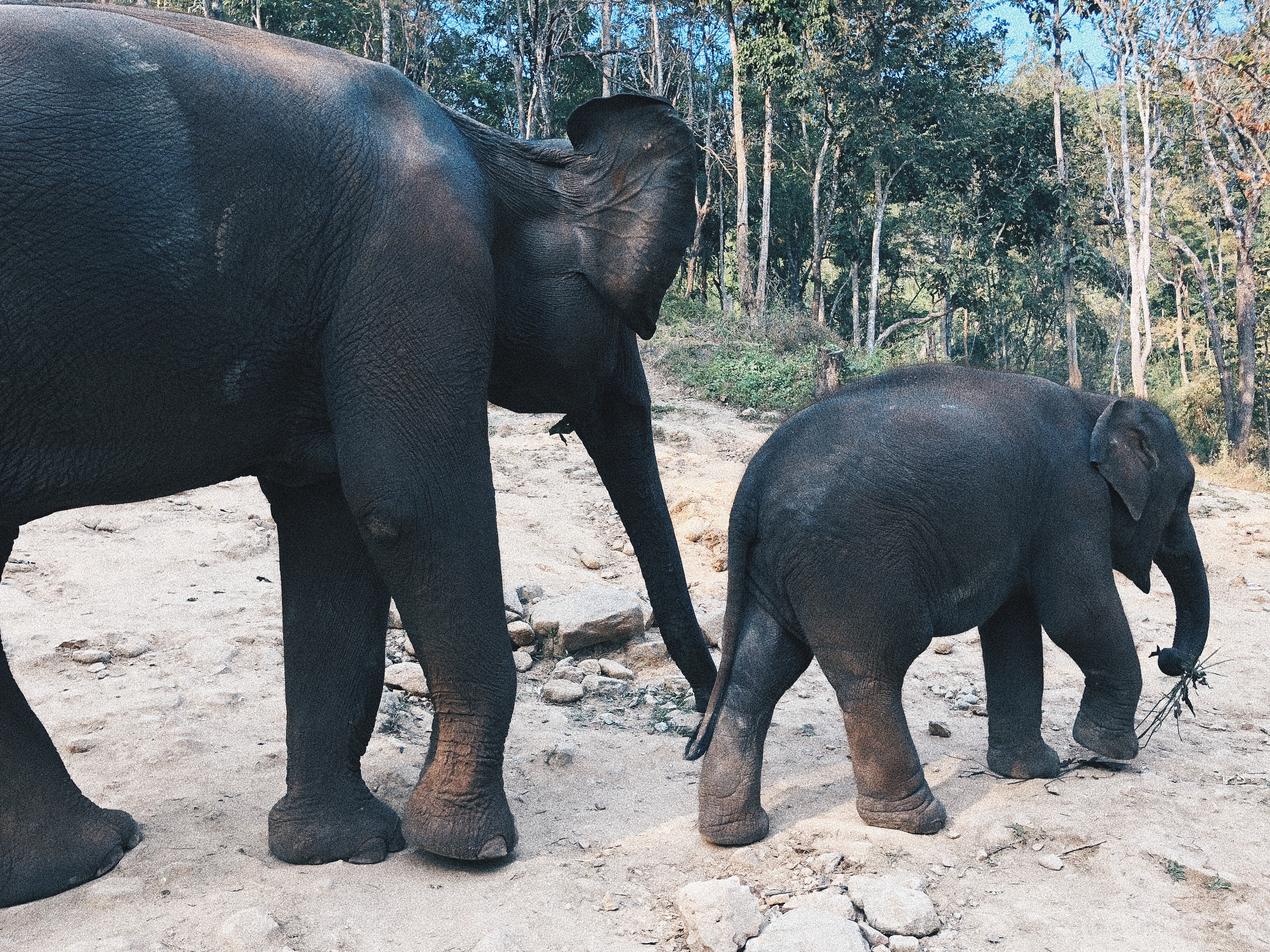 Os elefantes cuidados pelo Patara. Foto: Augusto Mariotti