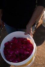 Pétalas de rosa usadas no tingimento natural feito pelas artesãs de Muzambinho (MG)