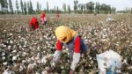 A produção de algodão na província de Xinjiang / Reprodução BBC