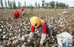 A produção de algodão na província de Xinjiang / Reprodução BBC